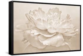 White Peony-Cora Niele-Framed Stretched Canvas