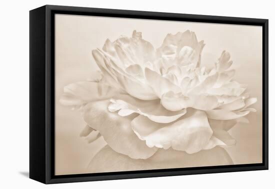 White Peony-Cora Niele-Framed Stretched Canvas