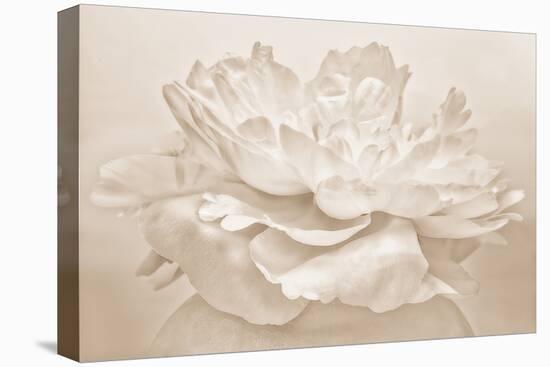 White Peony-Cora Niele-Stretched Canvas