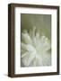 White peony-Anna Miller-Framed Photographic Print