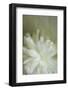 White peony-Anna Miller-Framed Photographic Print