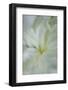 White peony-Anna Miller-Framed Photographic Print