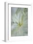 White peony-Anna Miller-Framed Photographic Print