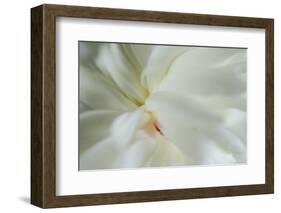 White peony-Anna Miller-Framed Photographic Print