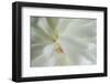 White peony-Anna Miller-Framed Photographic Print