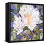 White Peony-Sharon Pitts-Framed Stretched Canvas