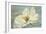 White Peony-Patricia Pinto-Framed Art Print