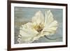 White Peony-Patricia Pinto-Framed Premium Giclee Print