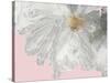 White Peony-Asia Jensen-Stretched Canvas