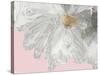 White Peony-Asia Jensen-Stretched Canvas