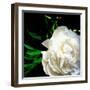 White Peony-Michelle Calkins-Framed Photo