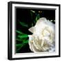 White Peony-Michelle Calkins-Framed Photo