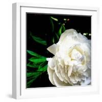 White Peony-Michelle Calkins-Framed Photo