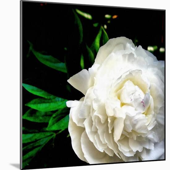 White Peony-Michelle Calkins-Mounted Photo