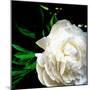 White Peony-Michelle Calkins-Mounted Photo