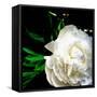 White Peony-Michelle Calkins-Framed Stretched Canvas