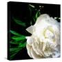 White Peony-Michelle Calkins-Stretched Canvas