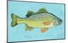 White Perch-John Golden-Mounted Giclee Print