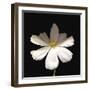 White Perfection I-Diane Lucas-Framed Giclee Print