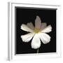 White Perfection I-Diane Lucas-Framed Giclee Print