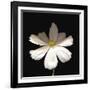 White Perfection I-Diane Lucas-Framed Giclee Print