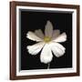 White Perfection I-Diane Lucas-Framed Giclee Print