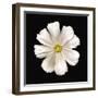 White Perfection II-Diane Lucas-Framed Giclee Print