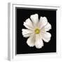 White Perfection II-Diane Lucas-Framed Giclee Print