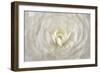 White Persian Buttercup Flower-Cora Niele-Framed Giclee Print