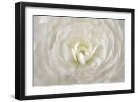 White Persian Buttercup Flower-Cora Niele-Framed Giclee Print