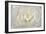 White Persian Buttercup Flower-Cora Niele-Framed Giclee Print