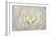 White Persian Buttercup Flower-Cora Niele-Framed Giclee Print