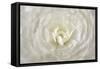 White Persian Buttercup Flower-Cora Niele-Framed Stretched Canvas