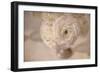 White Persian Buttercup Still Life-Cora Niele-Framed Premium Photographic Print