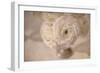 White Persian Buttercup Still Life-Cora Niele-Framed Premium Photographic Print