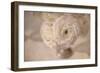 White Persian Buttercup Still Life-Cora Niele-Framed Photographic Print