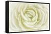 White Persian Buttercup-Cora Niele-Framed Stretched Canvas