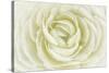 White Persian Buttercup-Cora Niele-Stretched Canvas