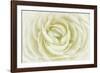 White Persian Buttercup-Cora Niele-Framed Photographic Print