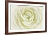 White Persian Buttercup-Cora Niele-Framed Photographic Print