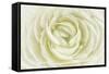 White Persian Buttercup-Cora Niele-Framed Stretched Canvas