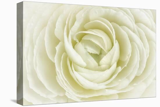 White Persian Buttercup-Cora Niele-Stretched Canvas