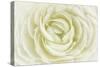 White Persian Buttercup-Cora Niele-Stretched Canvas