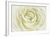 White Persian Buttercup-Cora Niele-Framed Photographic Print