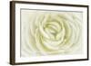 White Persian Buttercup-Cora Niele-Framed Photographic Print