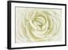 White Persian Buttercup-Cora Niele-Framed Photographic Print