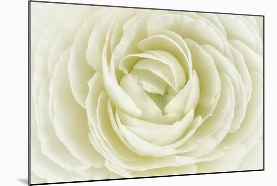 White Persian Buttercup-Cora Niele-Mounted Photographic Print
