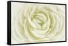 White Persian Buttercup-Cora Niele-Framed Stretched Canvas