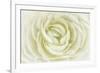 White Persian Buttercup-Cora Niele-Framed Photographic Print