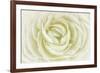 White Persian Buttercup-Cora Niele-Framed Photographic Print